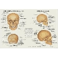 Craniul Uman (45 x 30 cm)