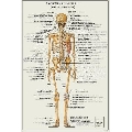 Anatomia Scheletului - vedere posterioara (30 x 45 cm)
