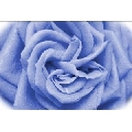 Trandafir Digital (61 x 41 cm)