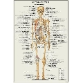 Anatomia Scheletului - vedere anterioara (41 x 61 cm)