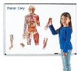 Corpul uman - set magnetic - EDULER6044