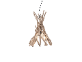 Corp de iluminat  driftwood sp1