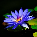 f17-50x50