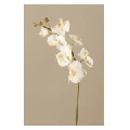 Flori Artificiale Phalaenopsis tija flori albe