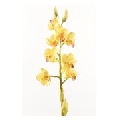 Flori Artificiale Cymbidium tija  Yellow