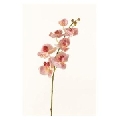 Floare Phalaenopsis tija TT Pink